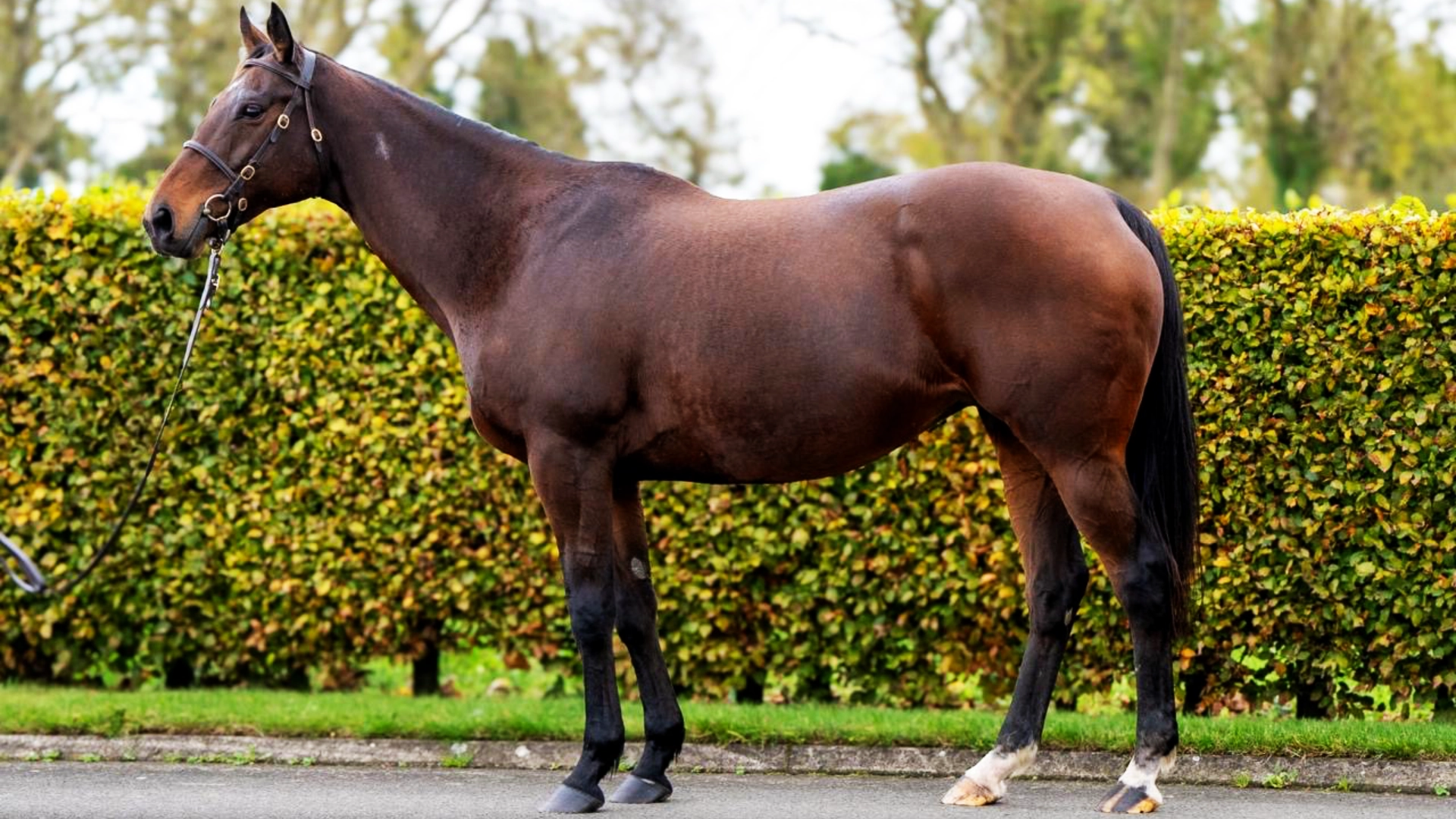 Thoroughbred close-up